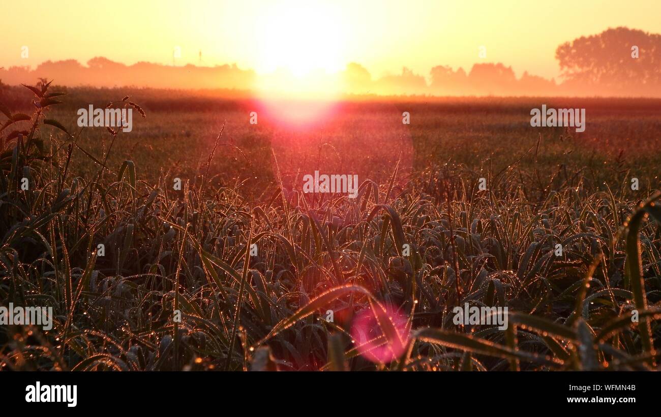 Idyllic Shot Of Field Against Sunrise Sky Stock Photo