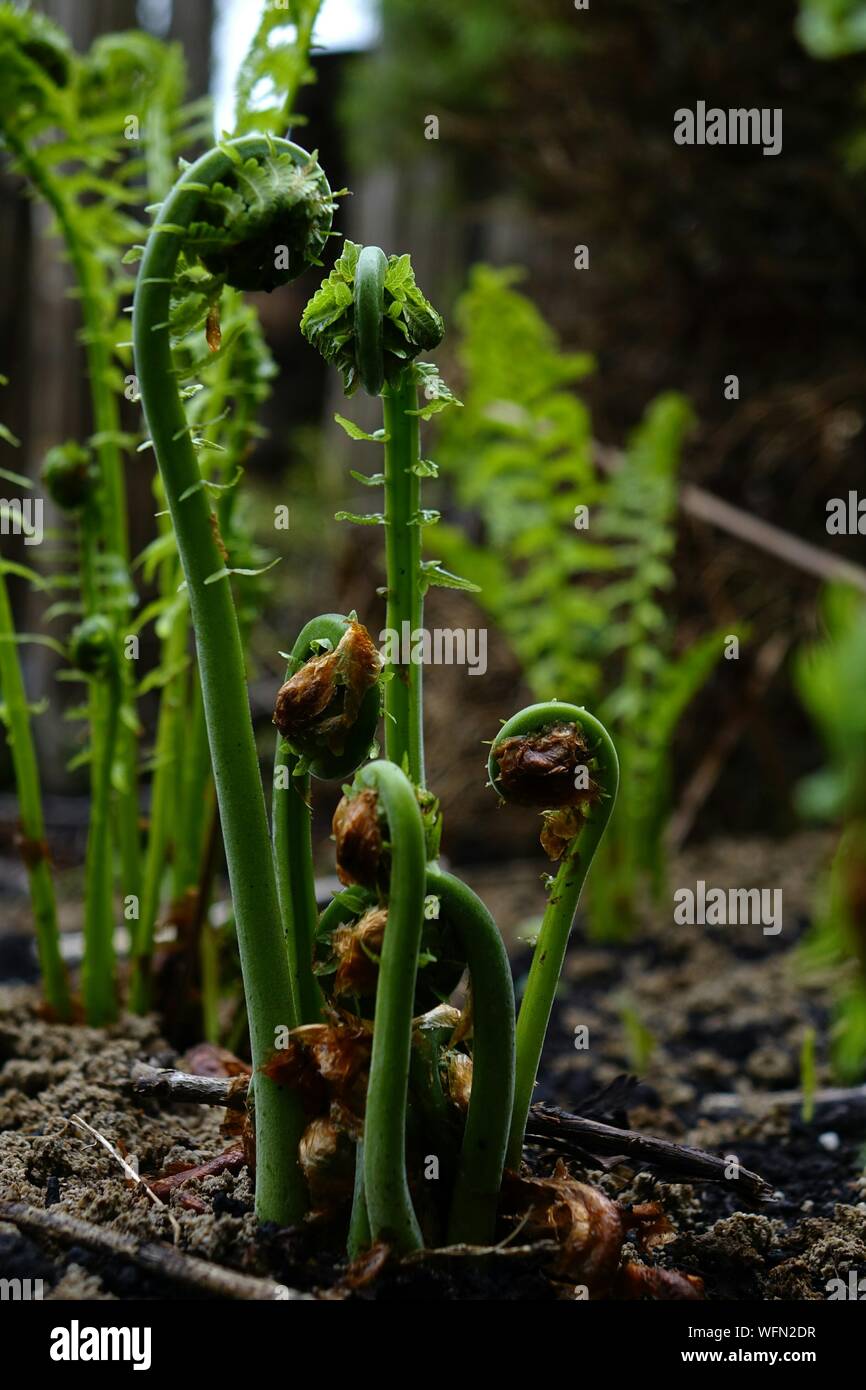 Foreground of ferns hi-res stock photography and images - Alamy