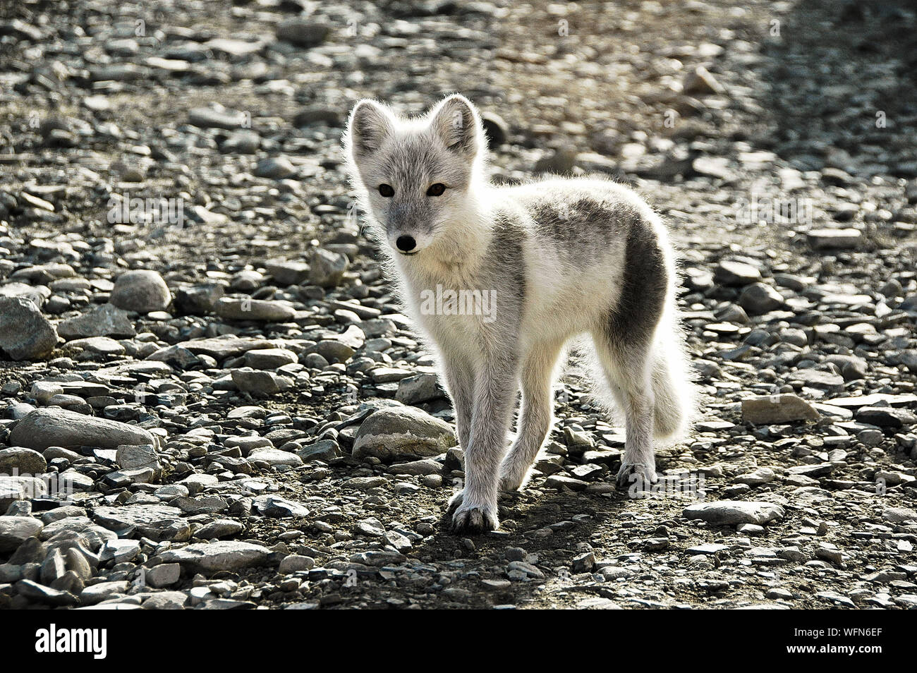 Artic Fox Standing On Field During Sunny Day Stock Photo