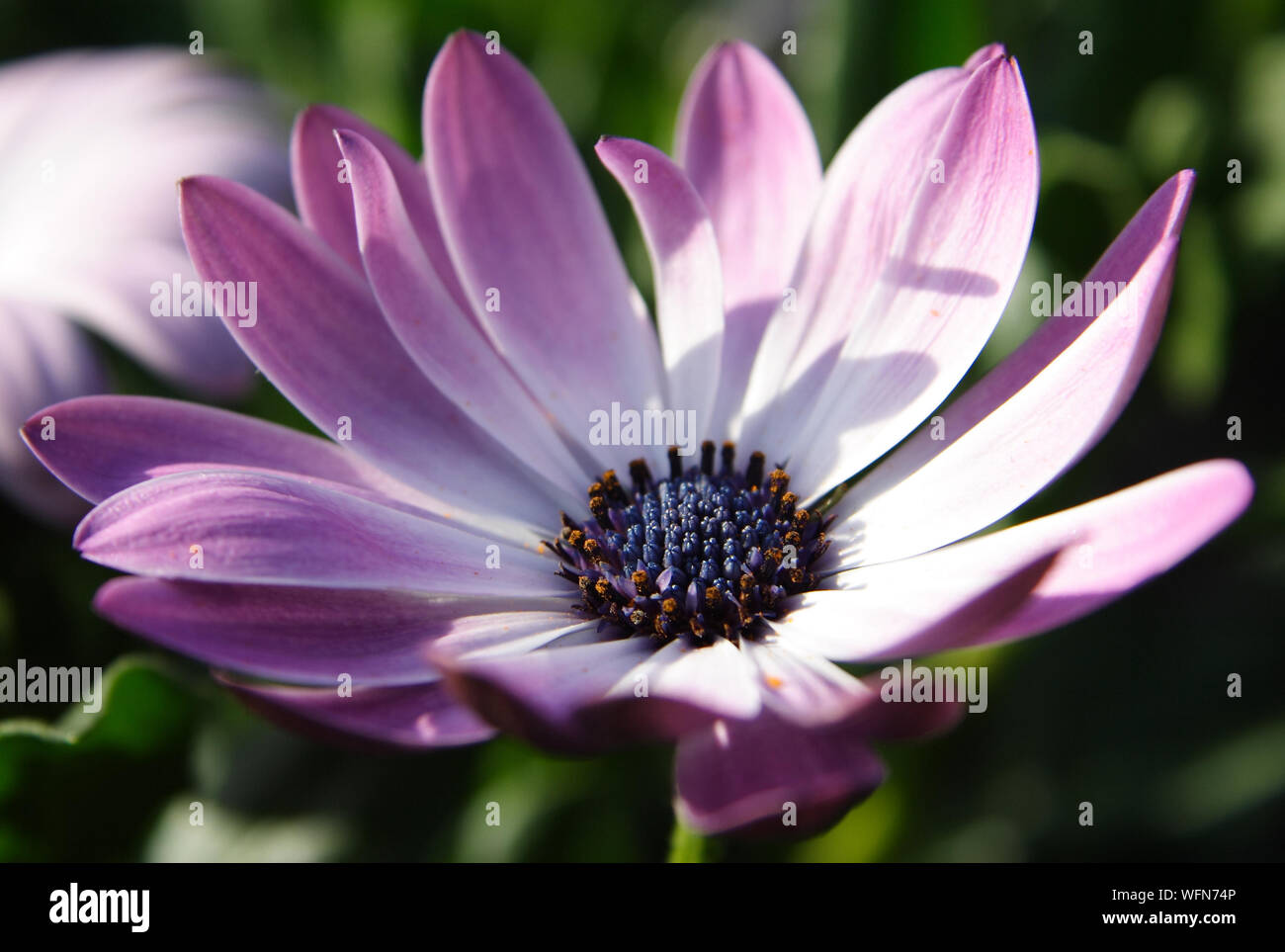 Close-up Of Purple Flower Stock Photo