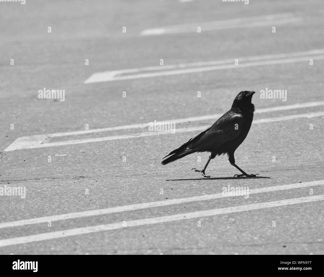 Raven road animal wildlife Black and White Stock Photos & Images - Alamy