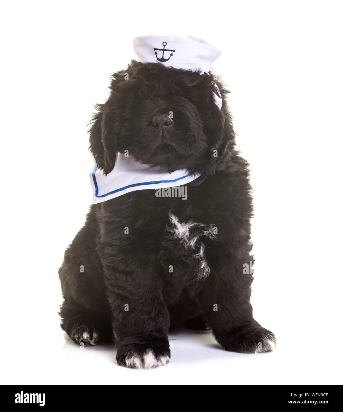 Black Puppy Wearing Sailor Hat While Sitting Against White Background Stock Photo