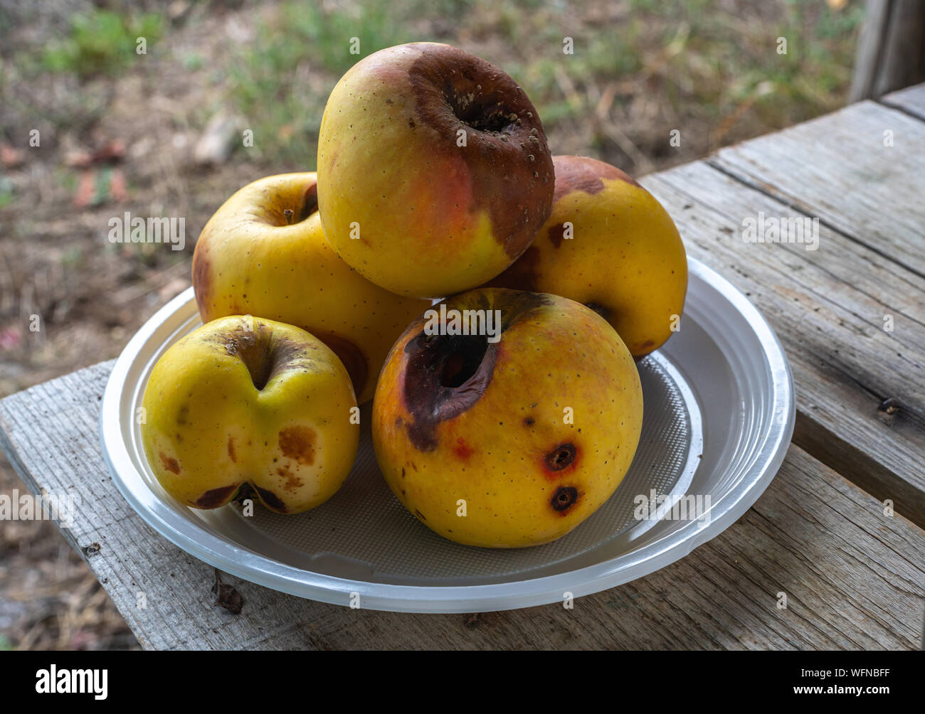 Plastic plate with rotten apples Stock Photo