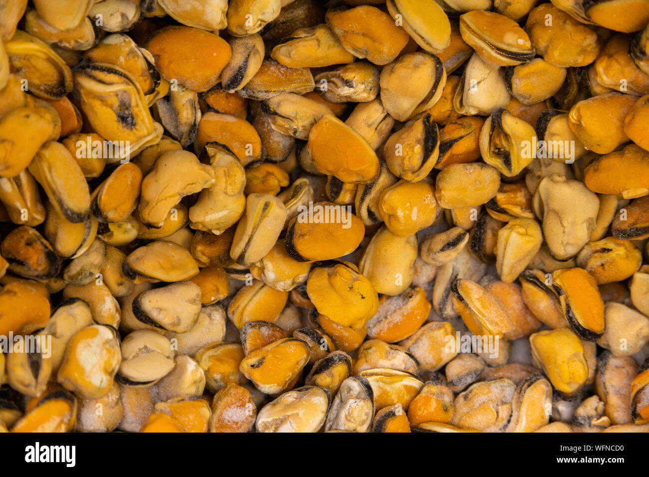 Fresh mussels, molluscs with no shell top view. Seafood background
