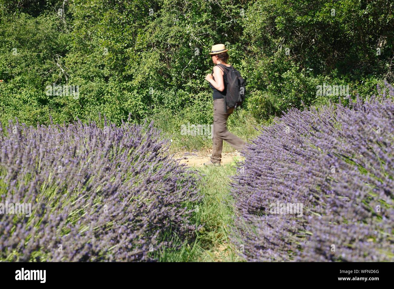 France, Ardeche, Sauze, Female hiker along a lavender field Stock Photo