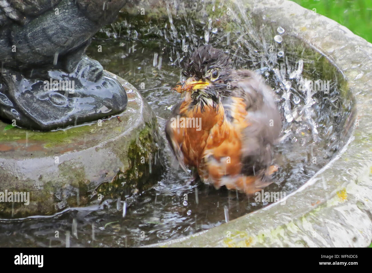 Bird Splashing In Birdbath Stock Photo