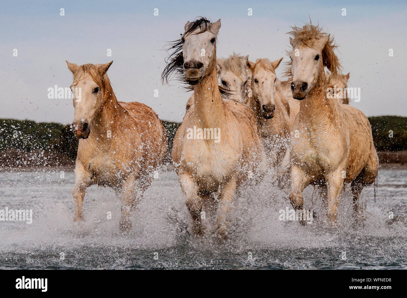 Camargue Horses Running In Lake Stock Photo - Alamy Camargue Horses Running In Lake Stock Photo - Alamy