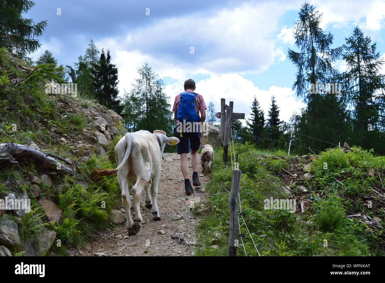 Man walking with cow hi-res stock photography and images - Alamy