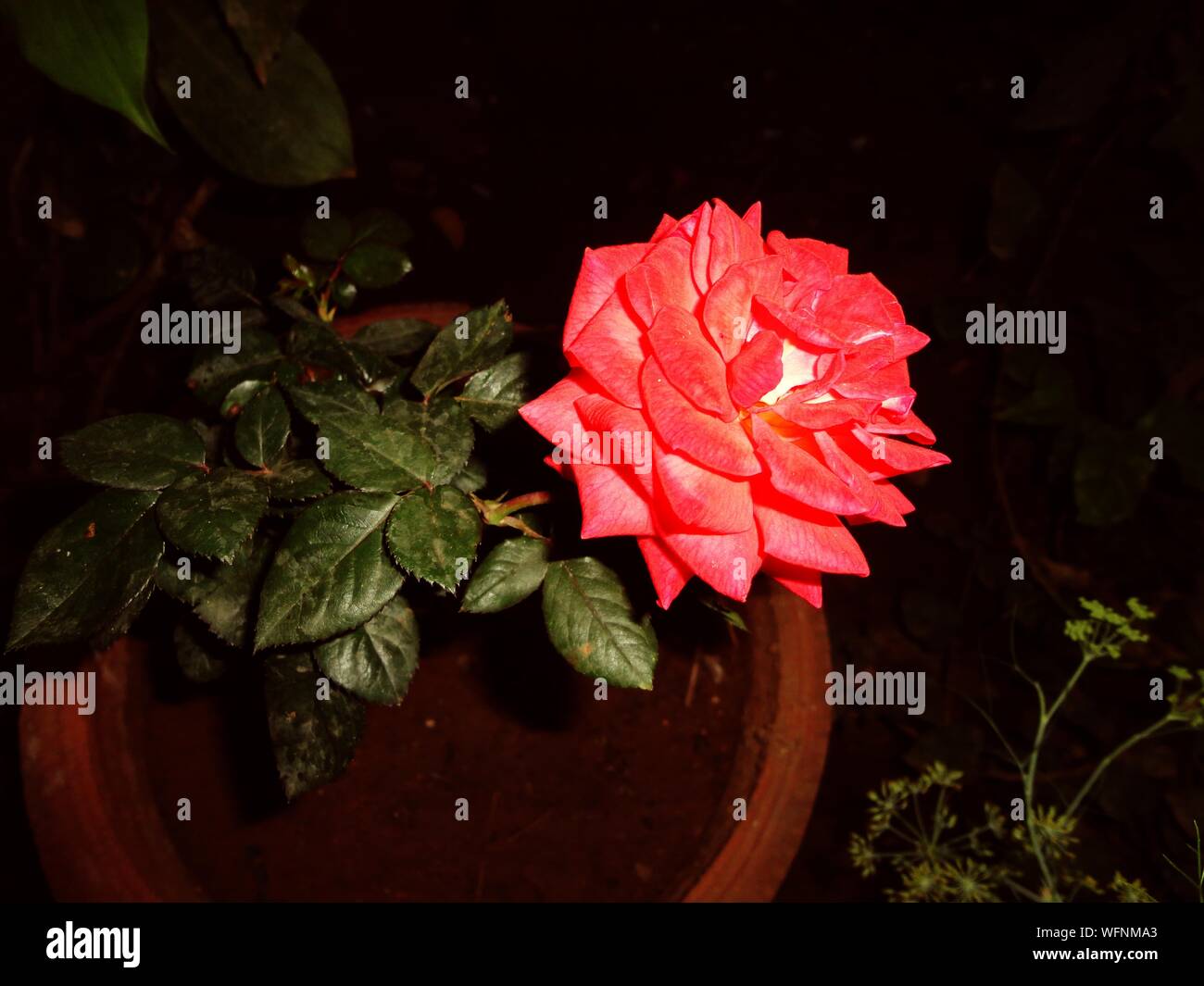 Rose night light hires stock photography and images Alamy