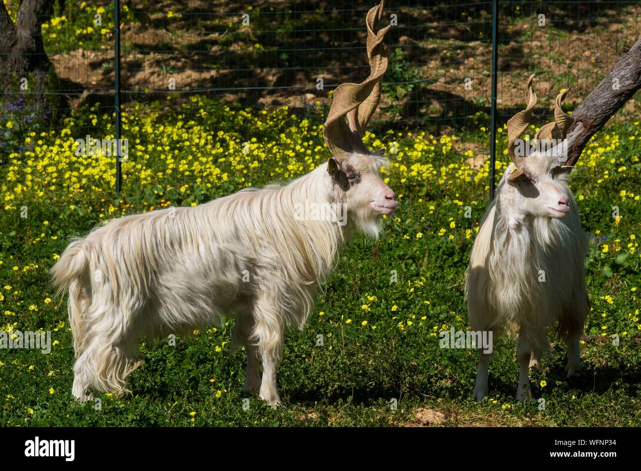 Italy, Sicily, Agrigente, archeological park of the Temples Valley listed  as World Heritage by UNESCO, girgentana goat and ram, a sicilian species of  goats originary of Agrigente Stock Photo - Alamy