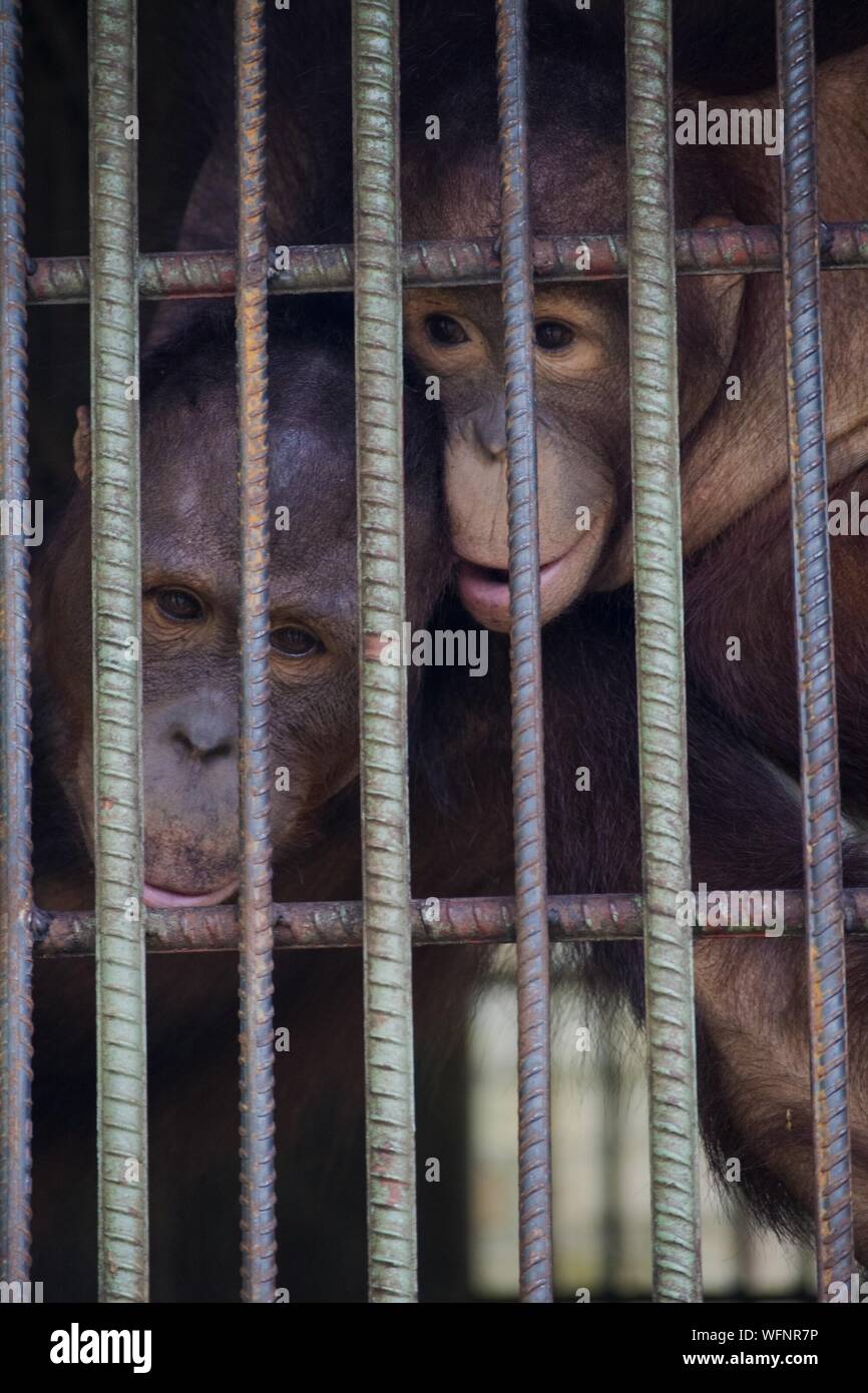 Two monkeys in zoo hires stock photography and images Alamy