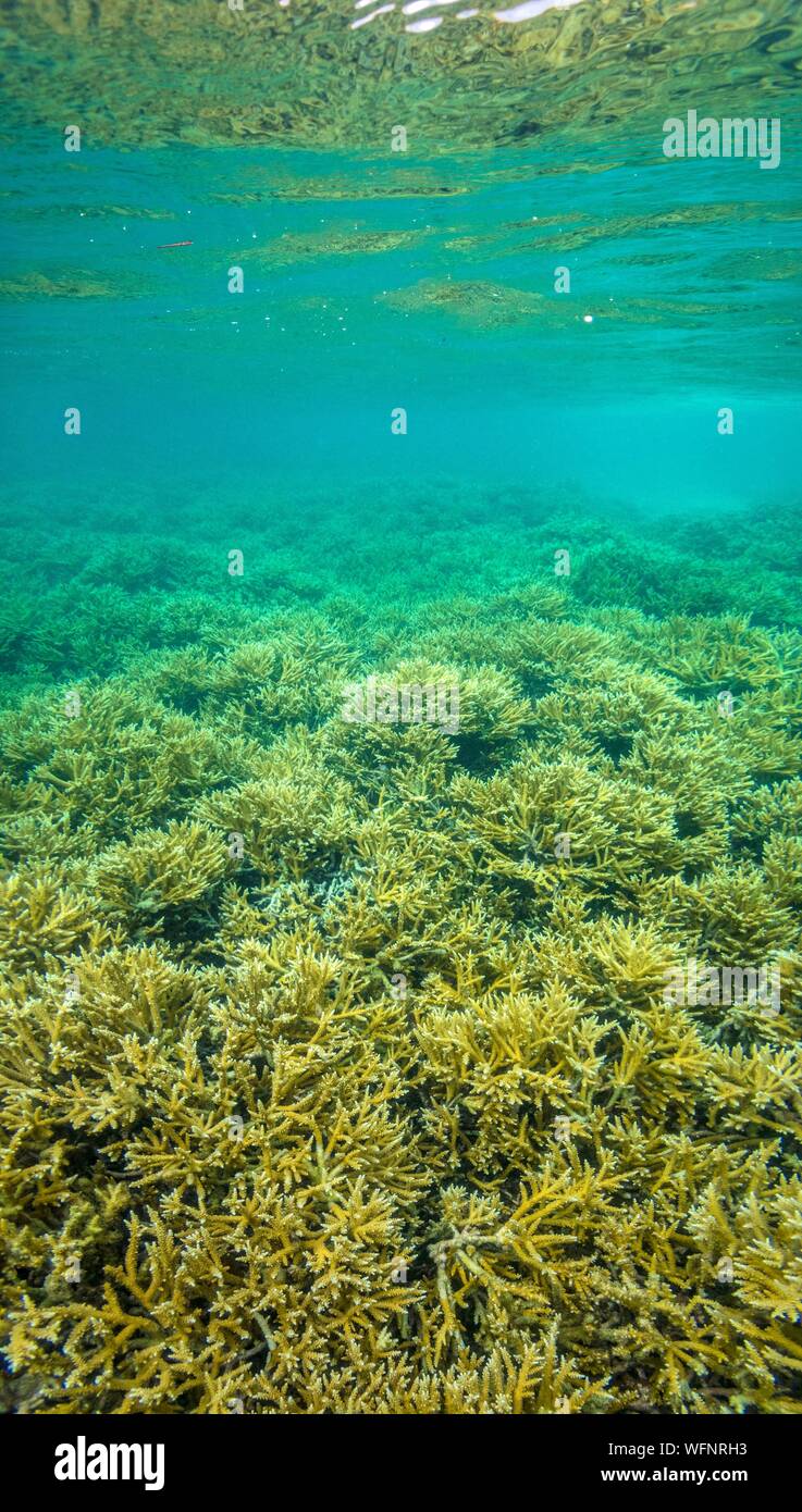 France, the Caribbean, the Lesser Antilles, Guadeloupe, Grand Cul-de-Sac Marin, heart of the Guadeloupe National Park, snorkeling in the lagoon around the Fajou Islet, here a coral reef underwater forest (Acropora cervicornis ), underwater view Stock Photo