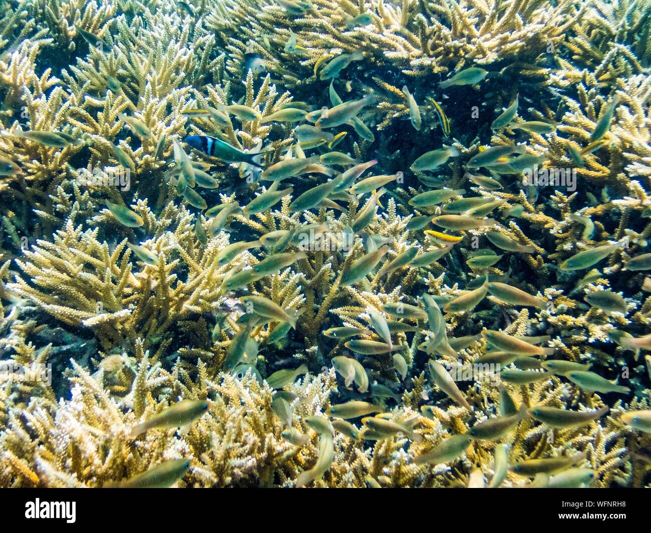 France, Caribbean, Lesser Antilles, Guadeloupe, Grand Cul-de-Sac Marin, heart of the Guadeloupe National Park, snorkeling in the lagoon around the Fajou Islet, here a school of tropical fishes in a coral forest Deer horn (Acropora cervicornis) Stock Photo