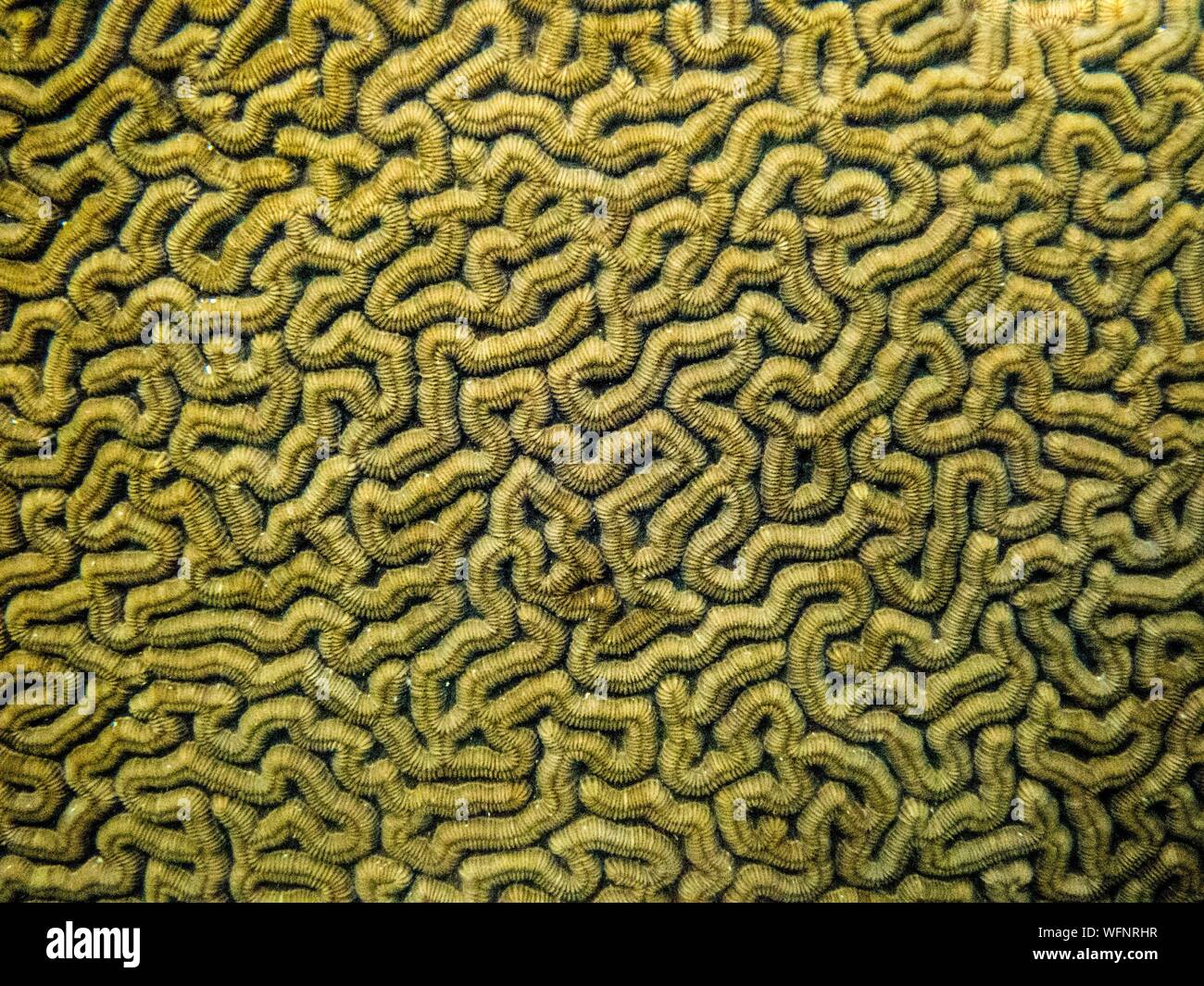 France, Caribbean, Lesser Antilles, Guadeloupe, Grand Cul-de-Sac Marine, heart of the Guadeloupe National Park, snorkeling in the lagoon around the Fajou Islet, here a detail of the structure of a coral Neptune Brain (Diploria labyrinthiformis), underwater view Stock Photo