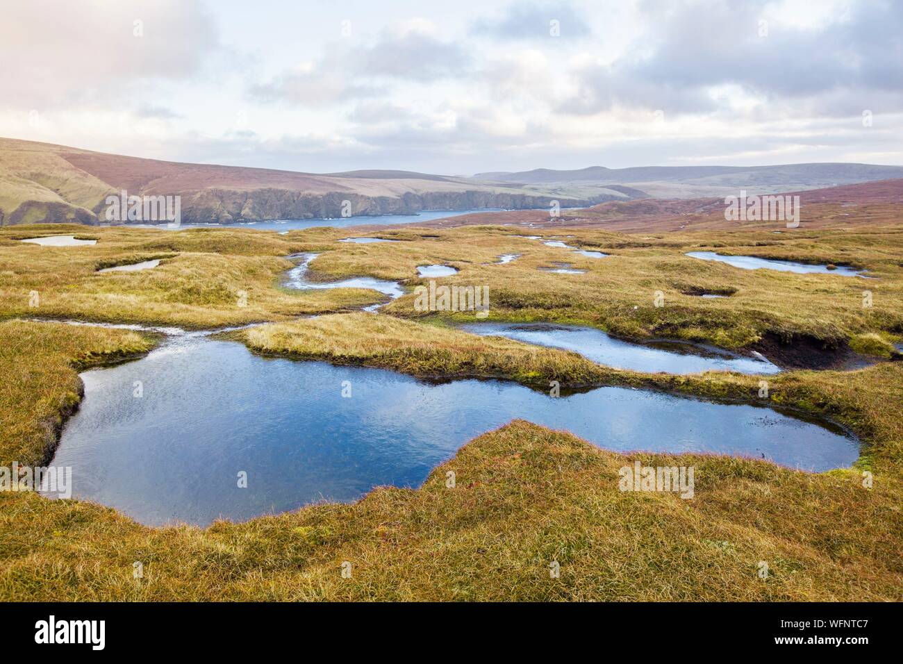 United Kingdom, Scotland, Shetland Islands, Unst island, Hermaness National Nature Reserve, soil made of peat and saturatd with water Stock Photo