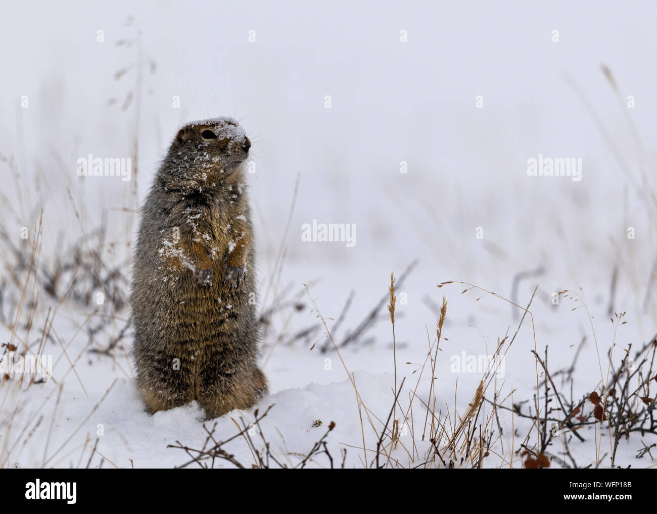 Arctic Ground Squirrel (Urocitellus parryii), Dalton Highway, Alaska, North America Stock Photo