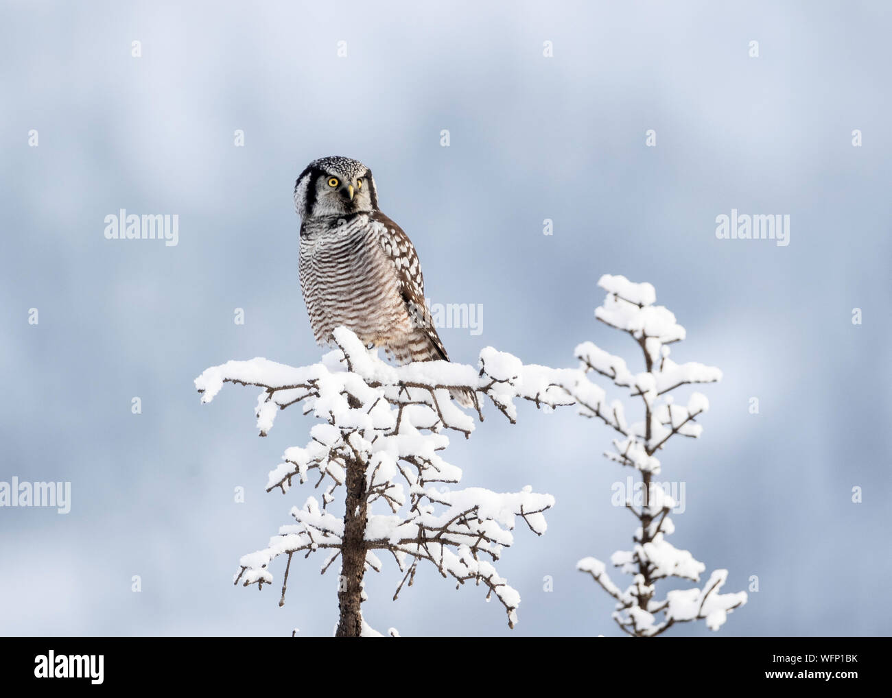Northern Hawk Owl (Surnia ulula), Dalton Highway, Alaska, USA Stock Photo