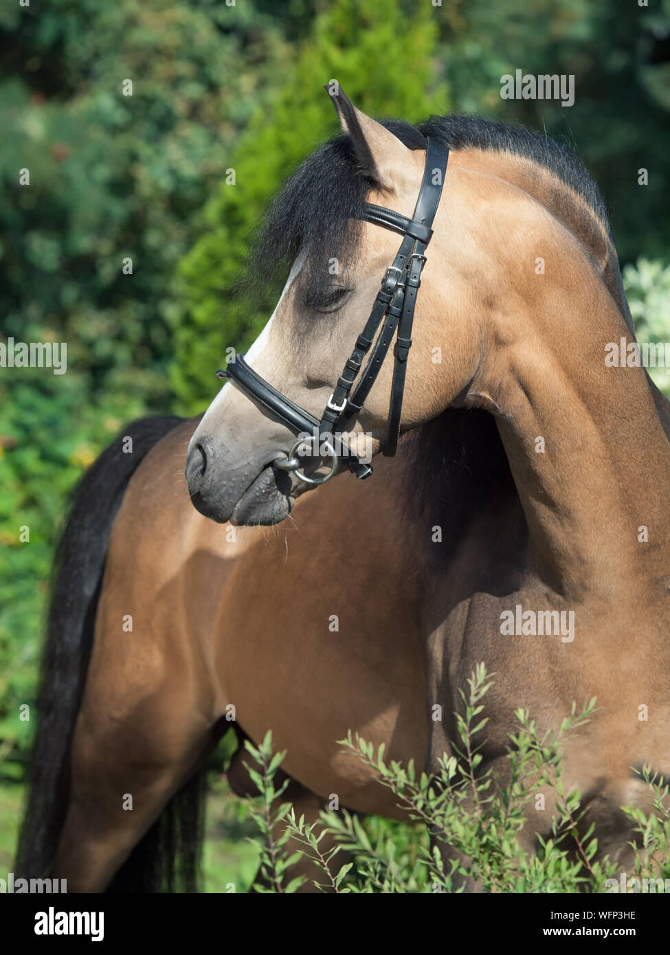 Horse Wearing Bridle Standing By Plants Stock Photo
