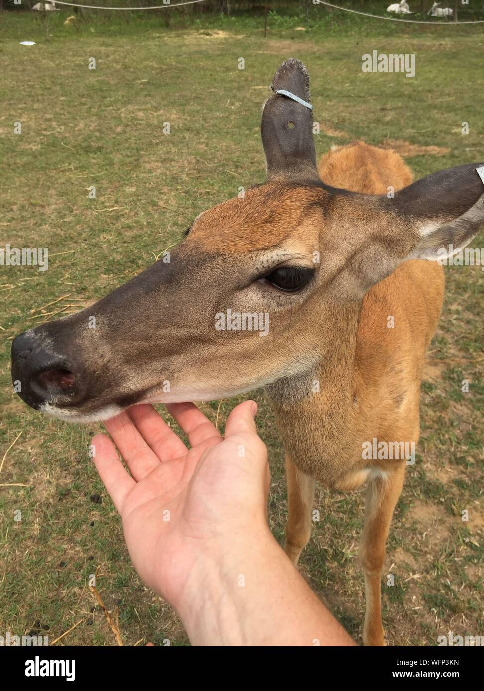 Hand Caressing Deer Stock Photo