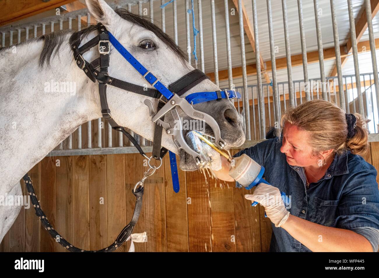 Equine Dentist High Resolution Stock Photography and Images - Alamy