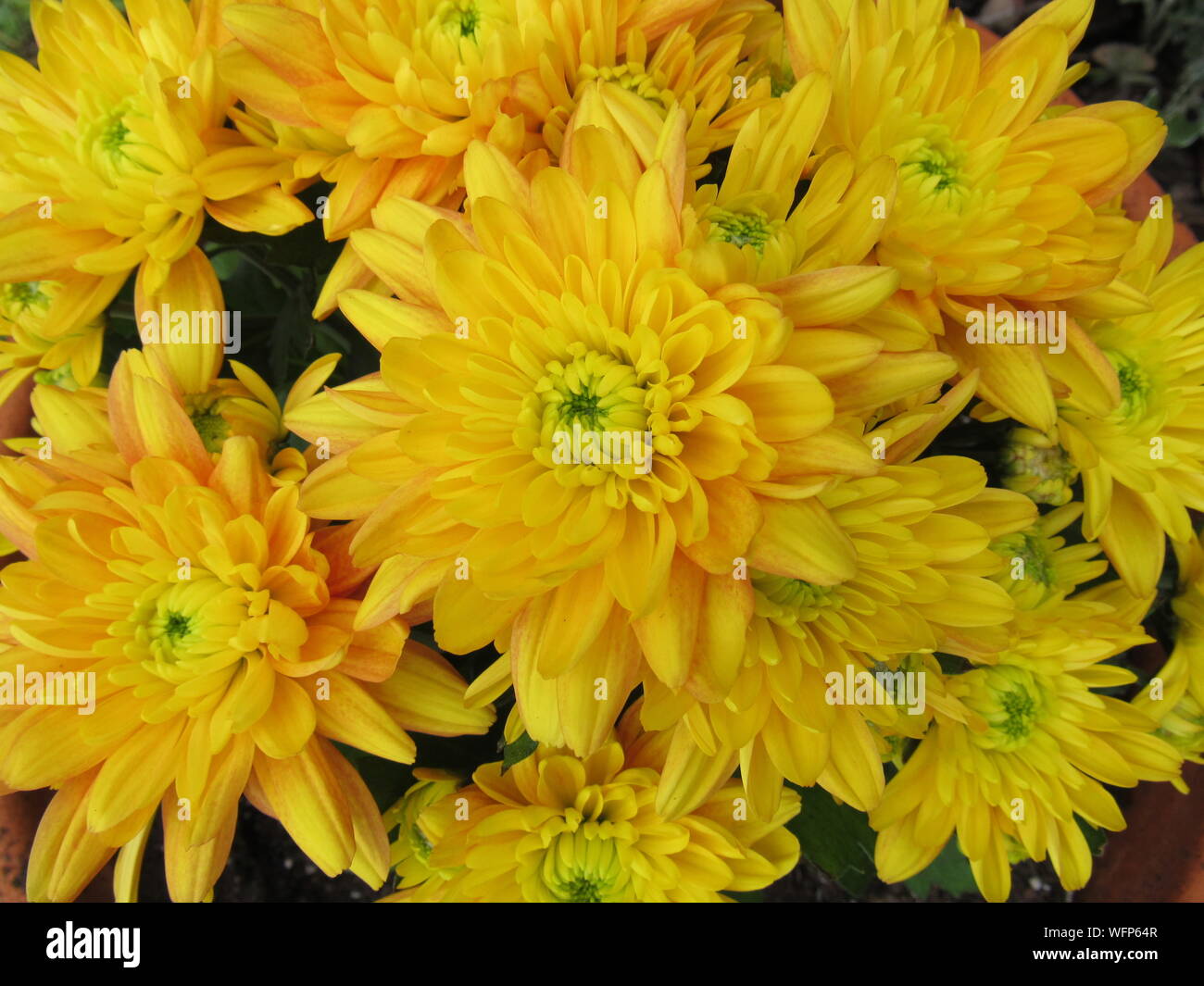 Macro photo of a yellow Chrysanthemum Stock Photo