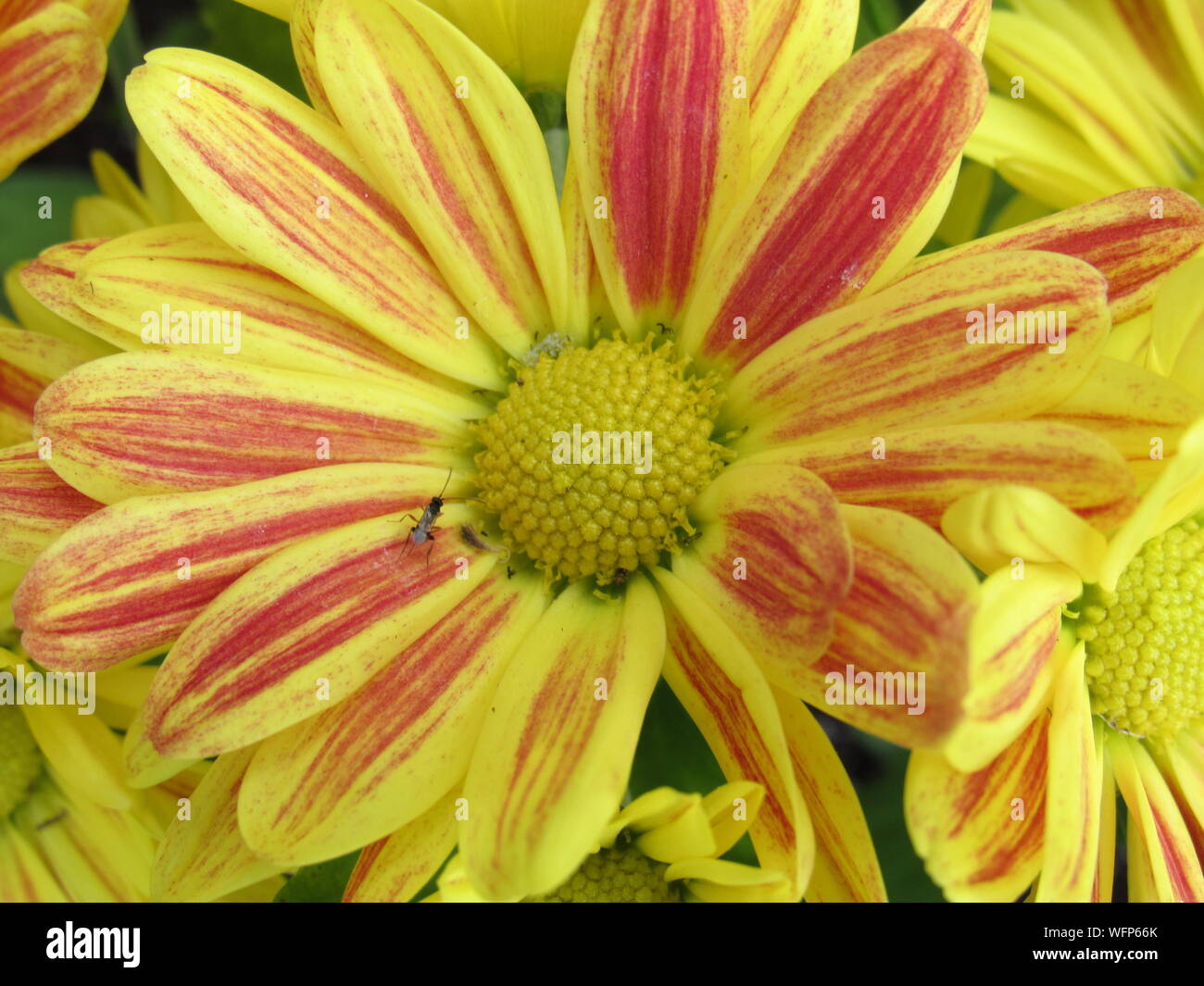 Macro photo of a yellow Chrysanthemum with red on the petals attracting  a small winged insect Stock Photo