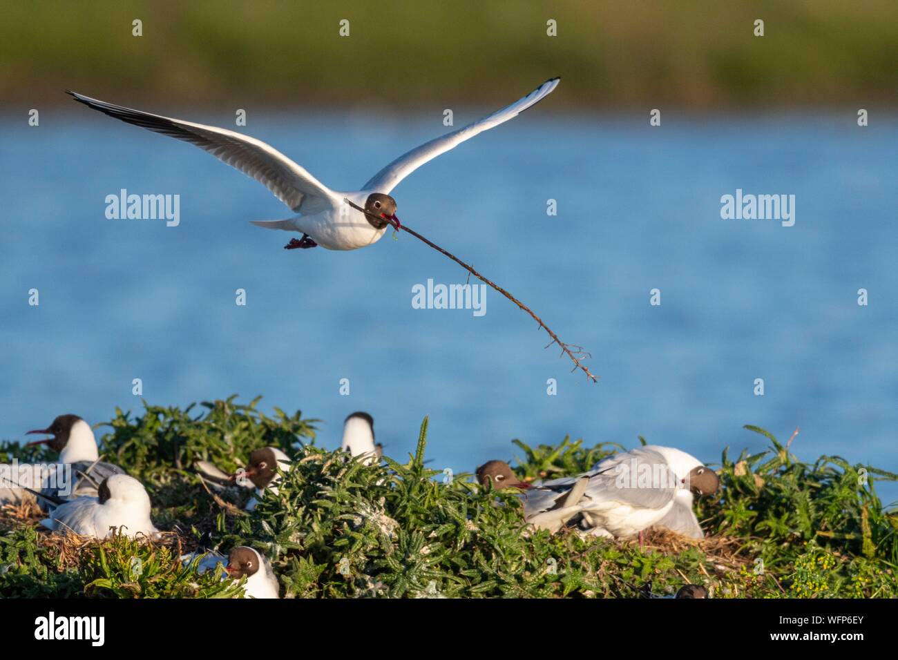 France, Somme, Baie de Somme, Le Crotoy, The marsh of Crotoy welcomes each year a colony of Black-headed Gull (Chroicocephalus ridibundus - Black-headed Gull) which come to nest and reproduce on islands in the middle of the ponds, seagulls then chase materials for the construction of nests Stock Photo