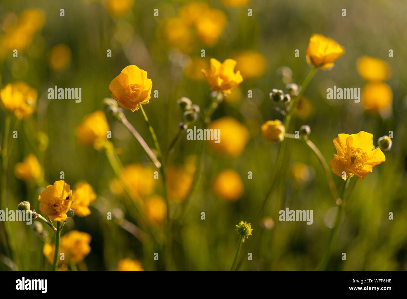 France, Ardennes, Carignan, Buttercup (Ranunculus repens, Ranunculaceae) in a pasture in the spring Stock Photo