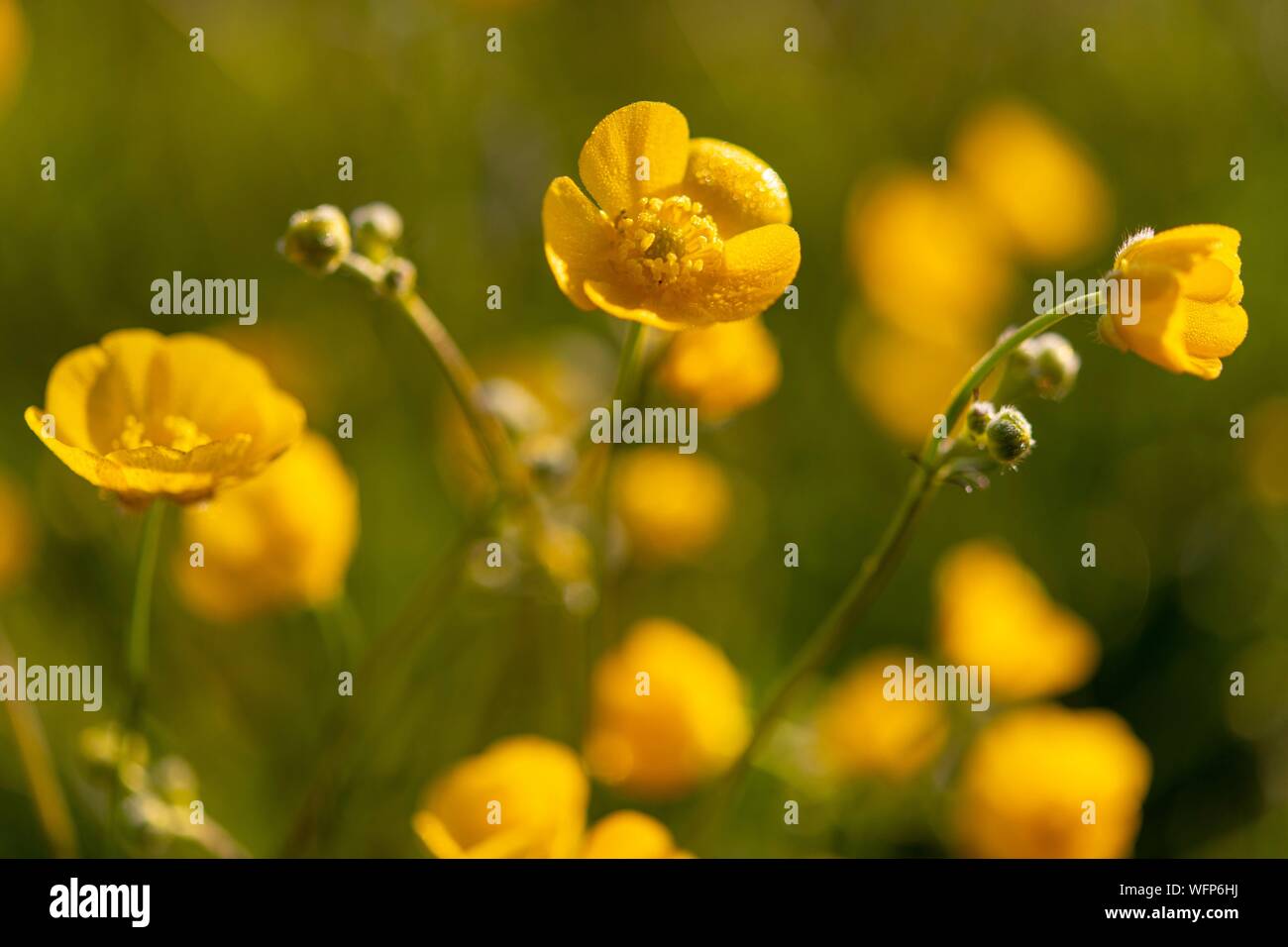 France, Ardennes, Carignan, Buttercup (Ranunculus repens, Ranunculaceae) in a pasture in the spring Stock Photo