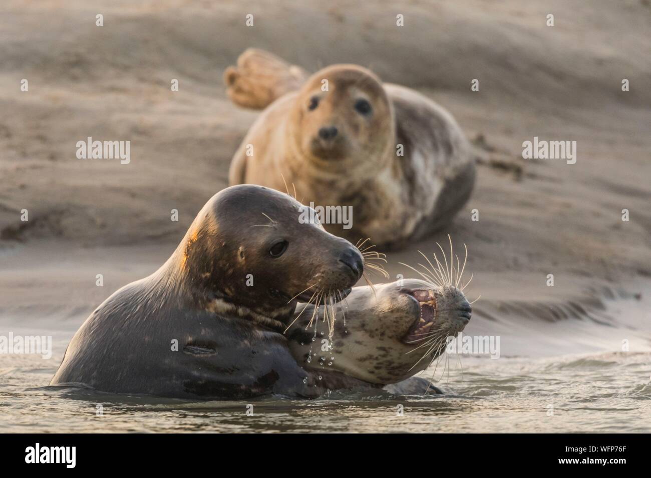 France Pas De Calais Authie Bay Berck Sur Mer Grey Seal Games Halichoerus Grypus At The