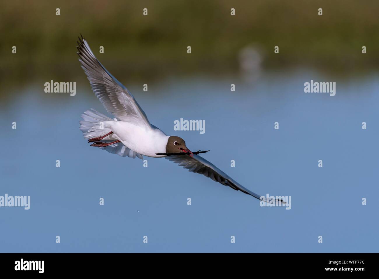 France, Somme, Baie de Somme, Le Crotoy, March of Le Crotoy, at spring the colony of black-headed gulls (Chroicocephalus ridibundusl) settles on the islets of the marsh ponds, gulls bring materials to build a rough nest and landings are the occasion for many battles and spats Stock Photo