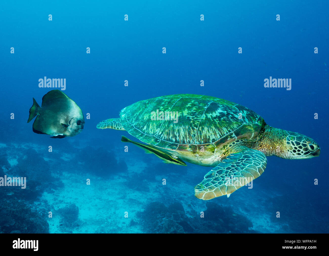 Green turtle, Chelonia mydas, Raja Ampat Indonesia. Stock Photo