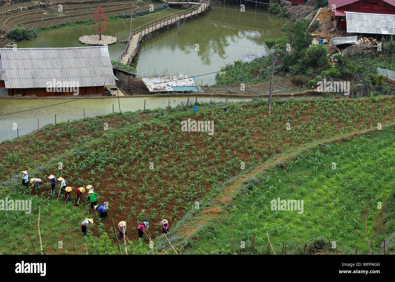 view over Sapa landscape with rice fields and houses. planting rice