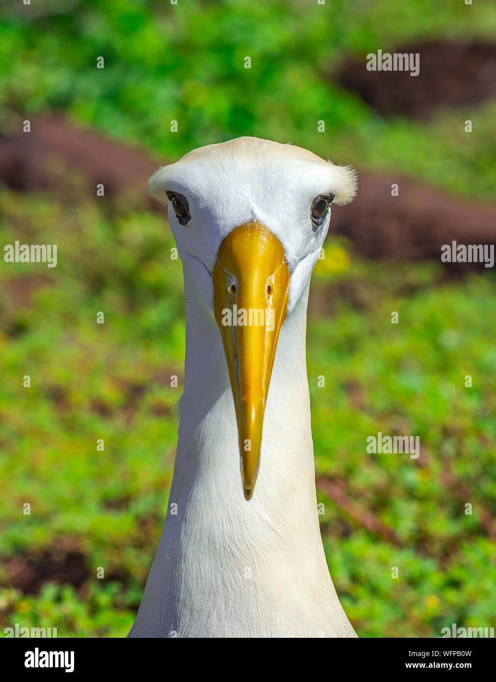Albatros de galapagos hi-res stock photography and images - Alamy