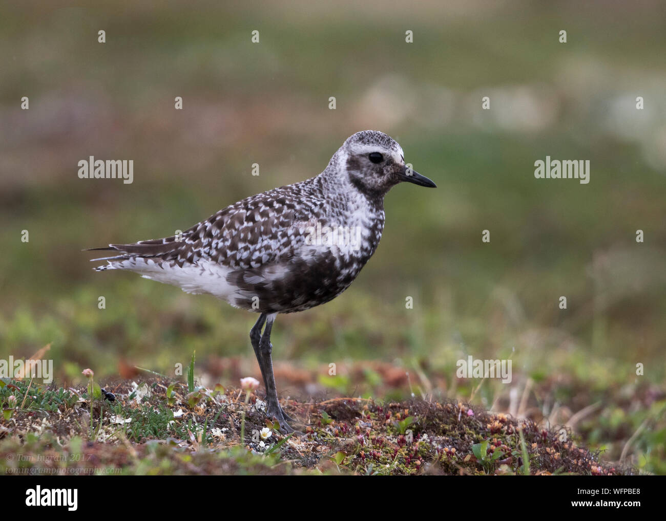 Black-bellied Plover (Pluvialis squatarola), Nome, Alaska, Arctic Tundra, USA Stock Photo