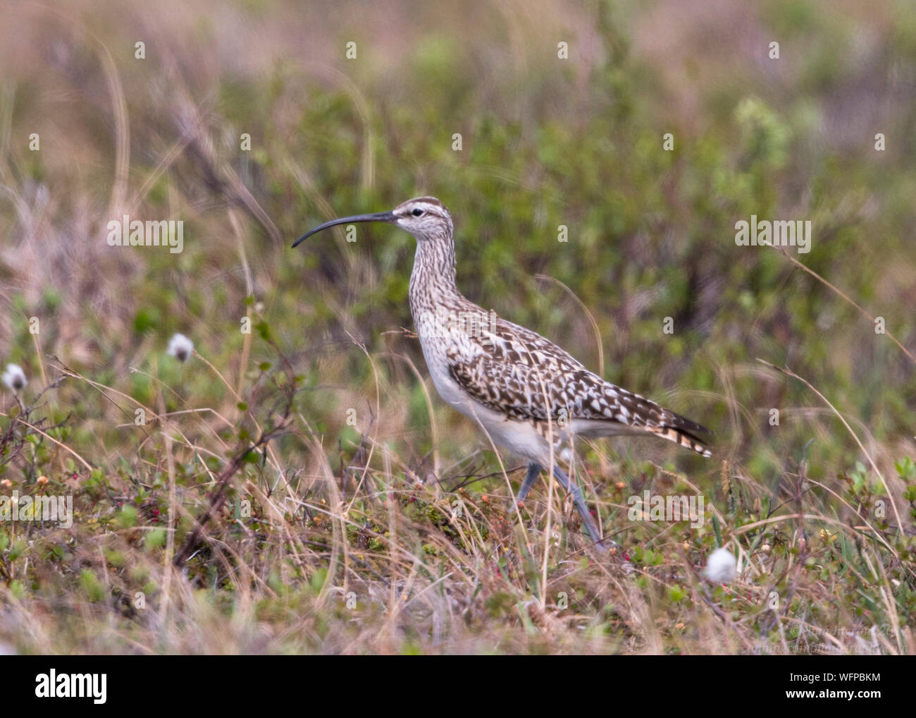 Bristle-thighed Curlew on breeding territory in Nome Alaska Stock Photo