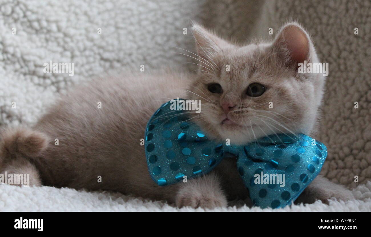 Close-up Of British Shorthair Kitten Wearing Blue Hair Bow Stock Photo