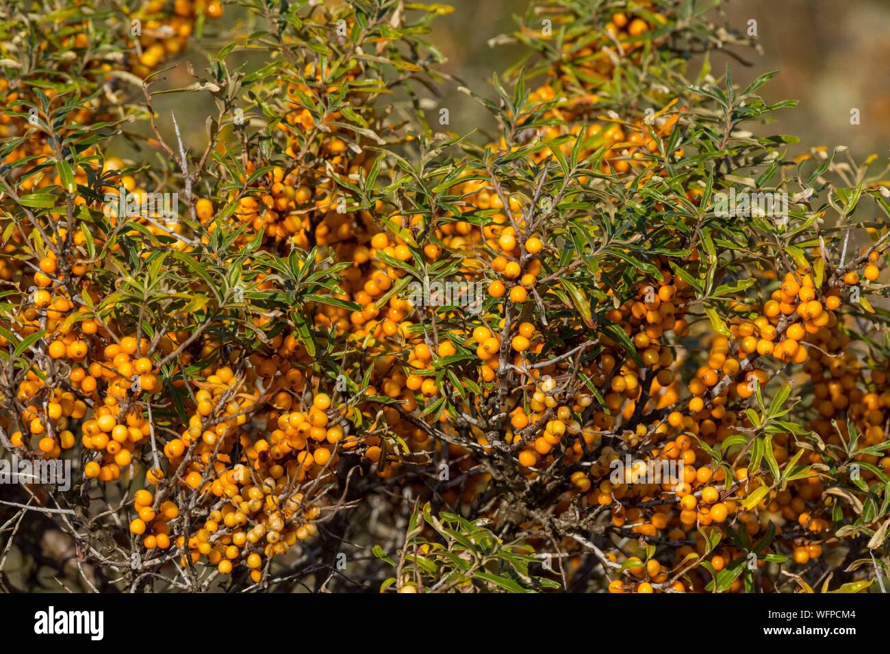 France, Somme, Somme Bay, Le Crotoy, Maye Beaches, Sea buckthorn (Hippophae rhamnoides L.) covered with orange berries in autumn Stock Photo