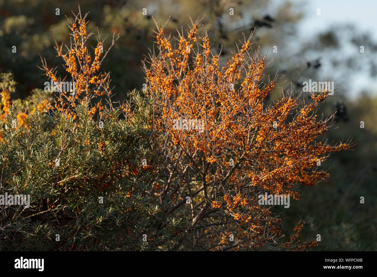 France, Somme, Somme Bay, Le Crotoy, Maye Beaches, Sea buckthorn (Hippophae rhamnoides L.) covered with orange berries in autumn Stock Photo