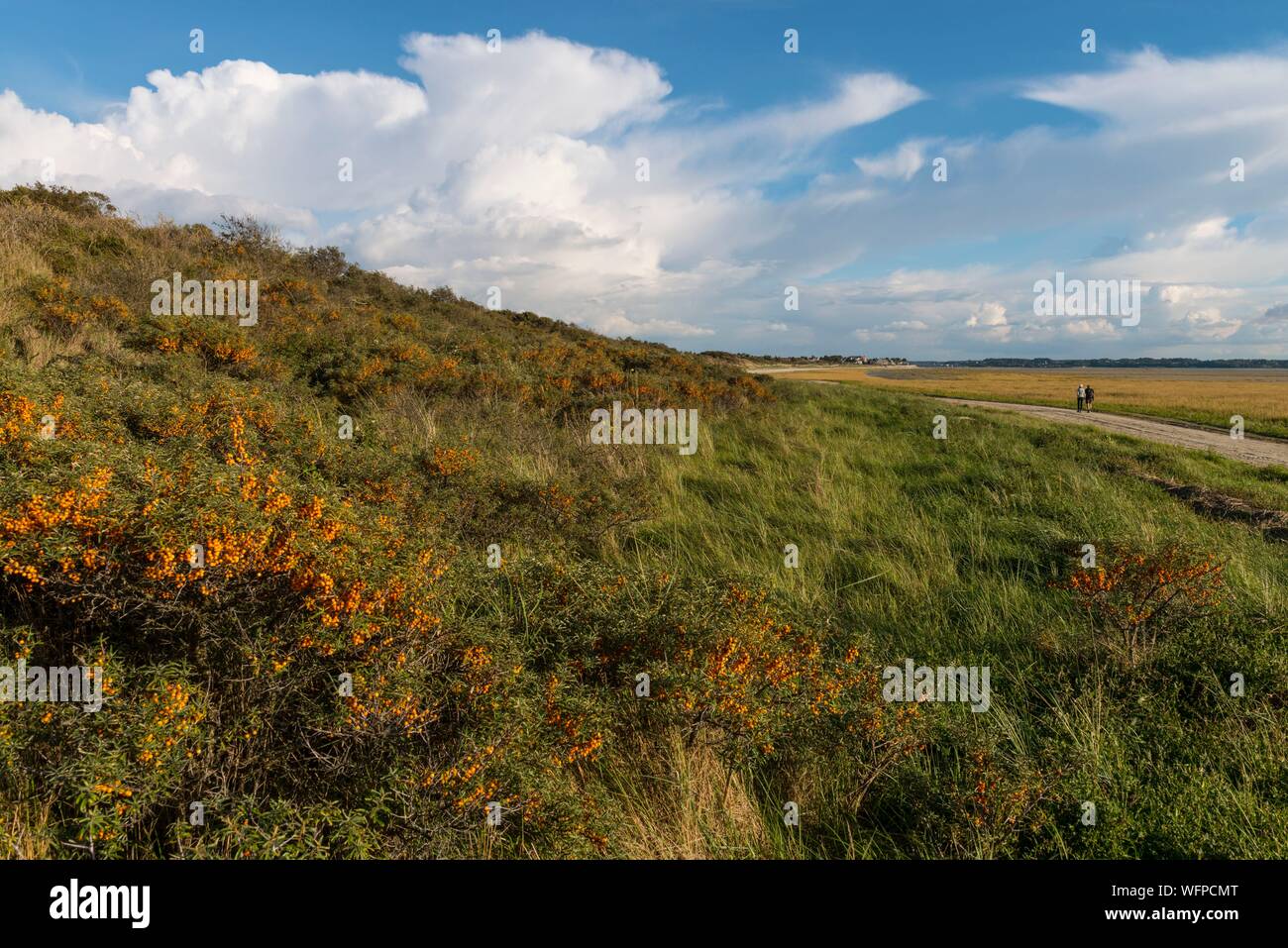 France, Somme, Somme Bay, Le Crotoy, Maye Beaches, Sea buckthorn (Hippophae rhamnoides L.) covered with orange berries in autumn Stock Photo