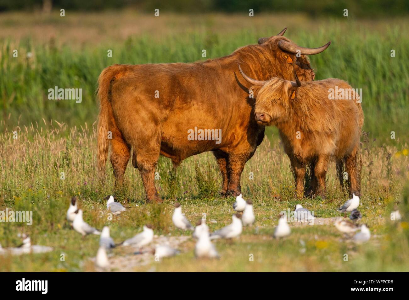 France, Somme, Somme Bay, Crotoy Marsh, Le Crotoy, Highland Cattle (Scottish cow) for marsh maintenance and eco grazing Stock Photo