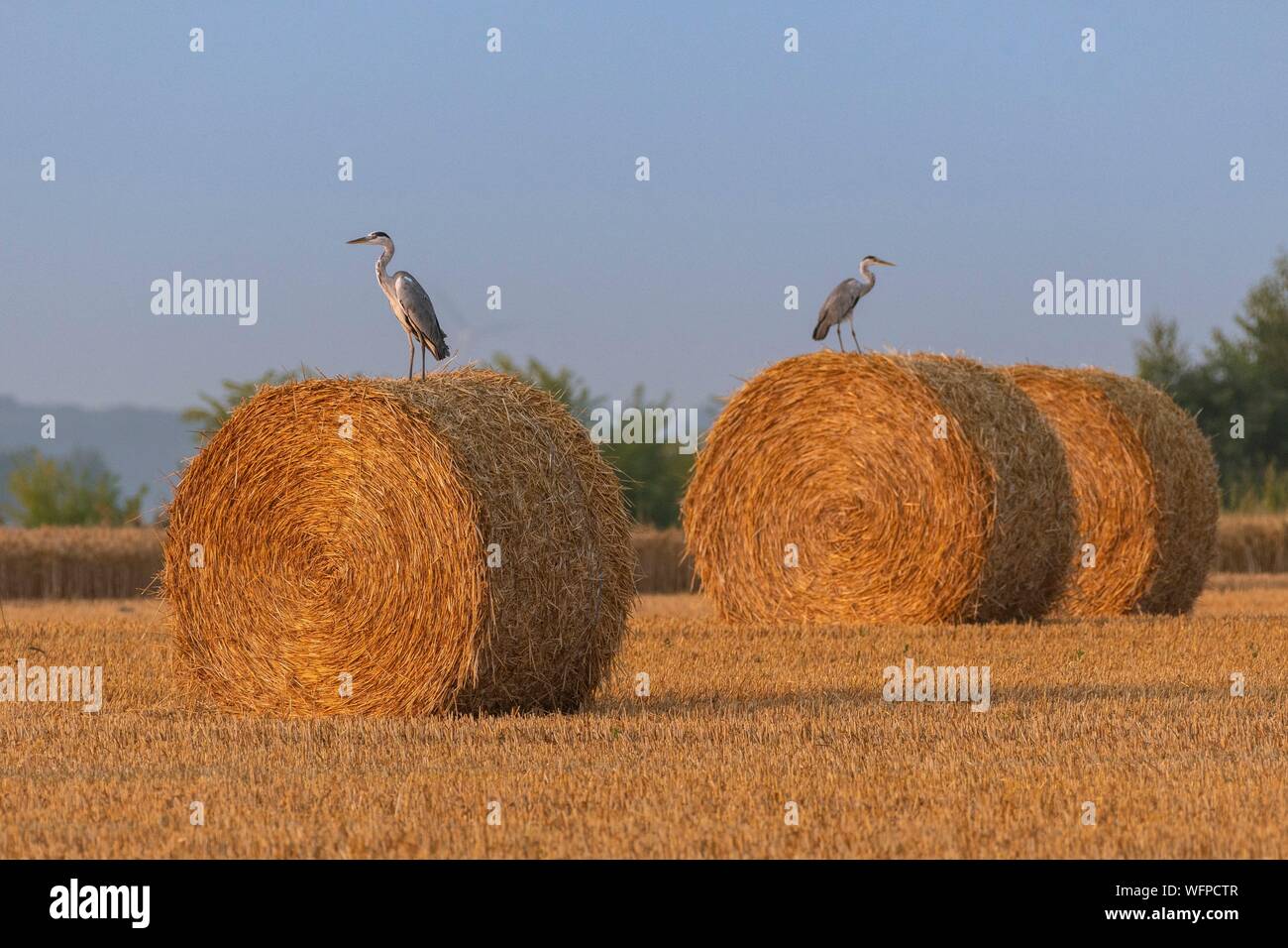 France, Somme, Somme Bay, Saint Valery sur Somme, Gray Herons (Ardea cinerea Gray Heron) perched on the straw mills at the harvest Stock Photo