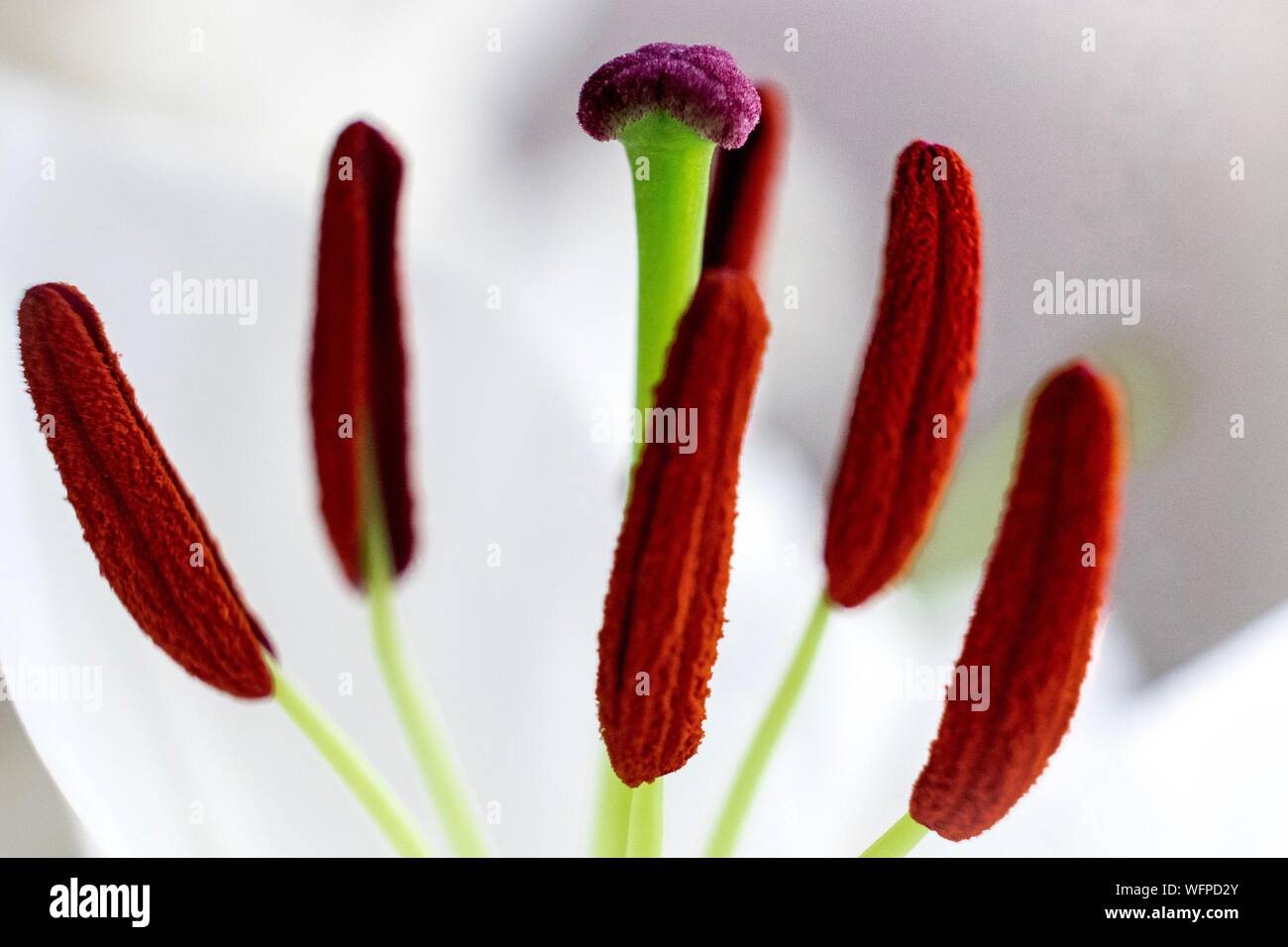 Close-up Of Anthers Stock Photo