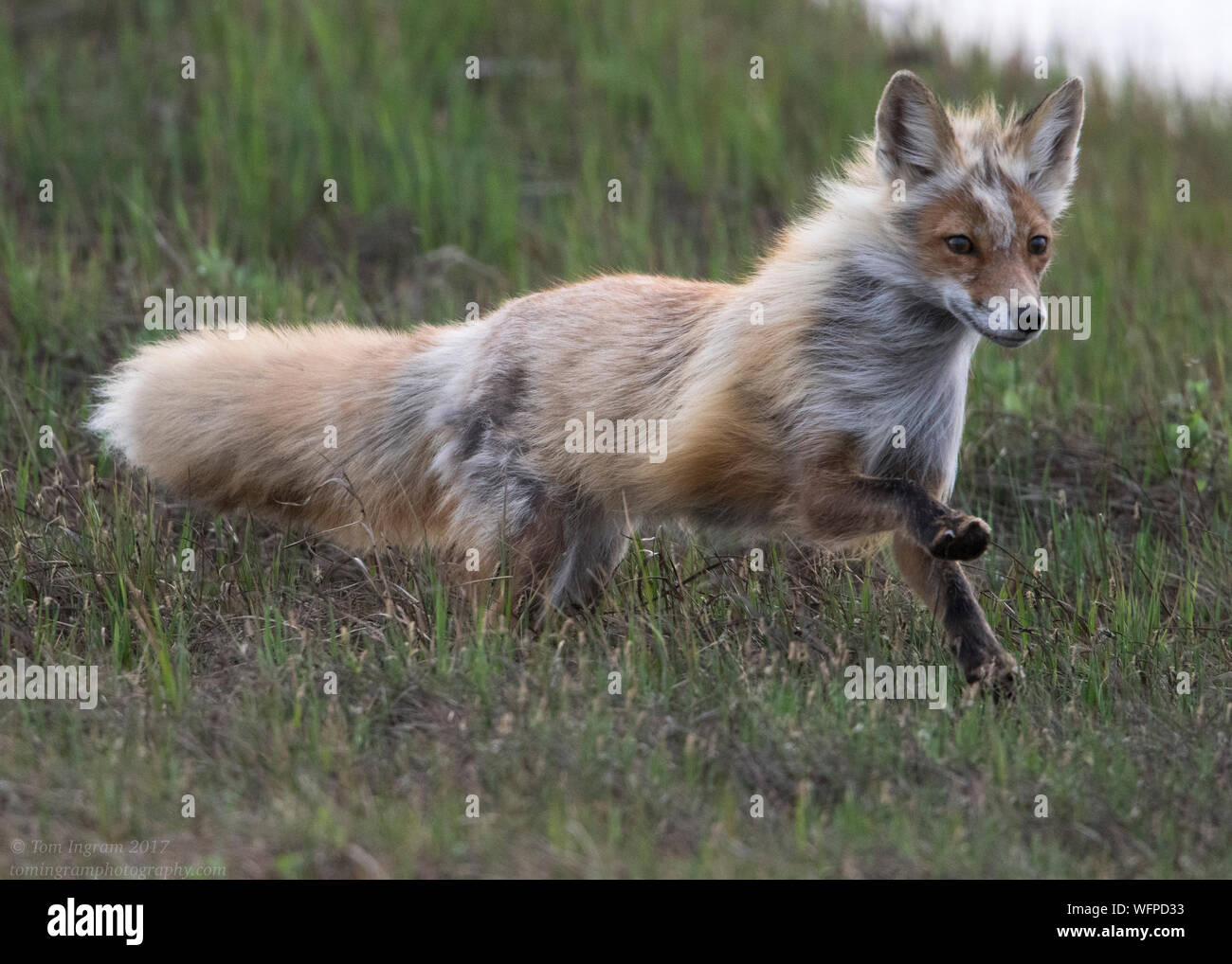 Red Fox hunting in Nome Alaska Stock Photo - Alamy