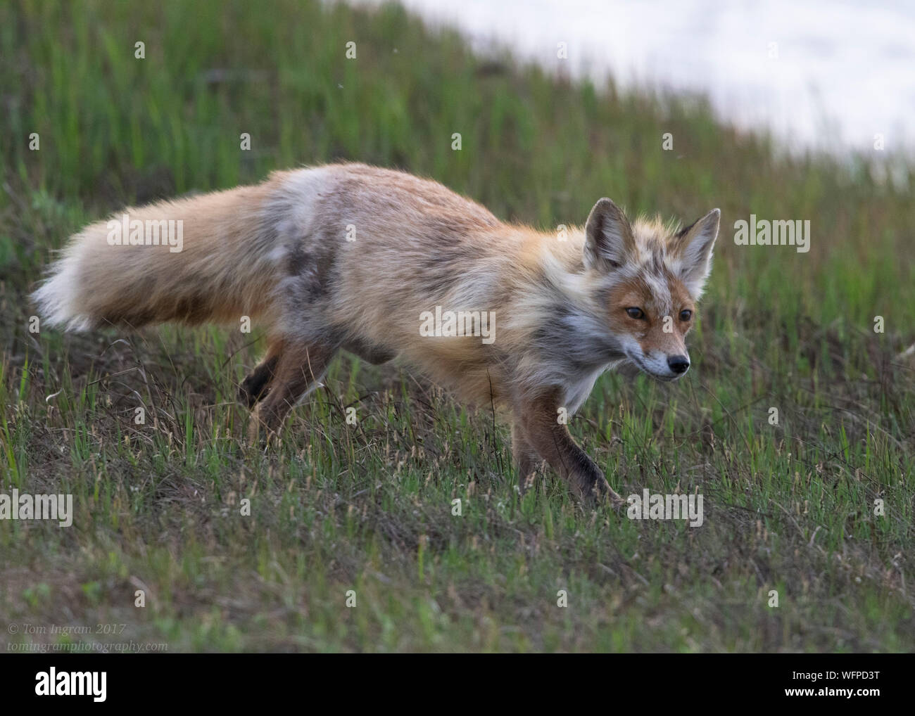 Red Fox hunting in Nome Alaska Stock Photo