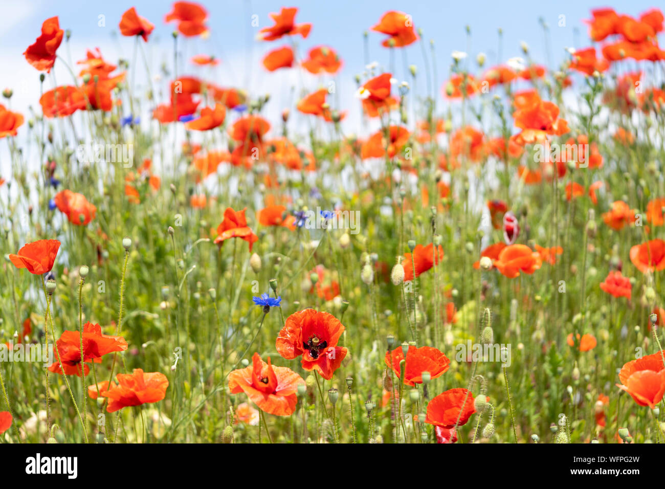 Red Poppies Black Field High Resolution Stock Photography and Images ...