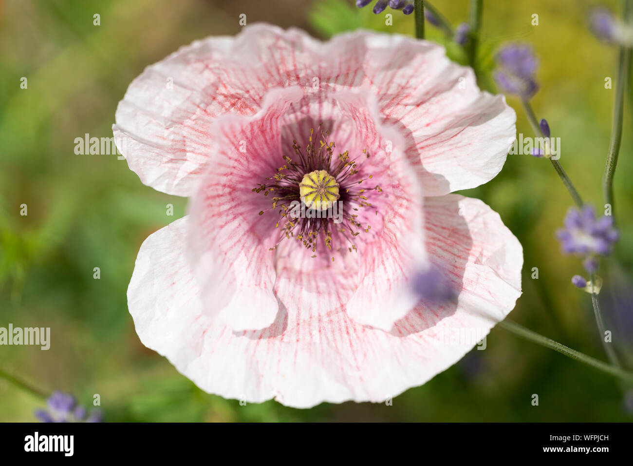 A Papaver nudicaule, or Iceland poppy, with bi-coloured white and pink petals growing in a garden in Lower Austria Stock Photo