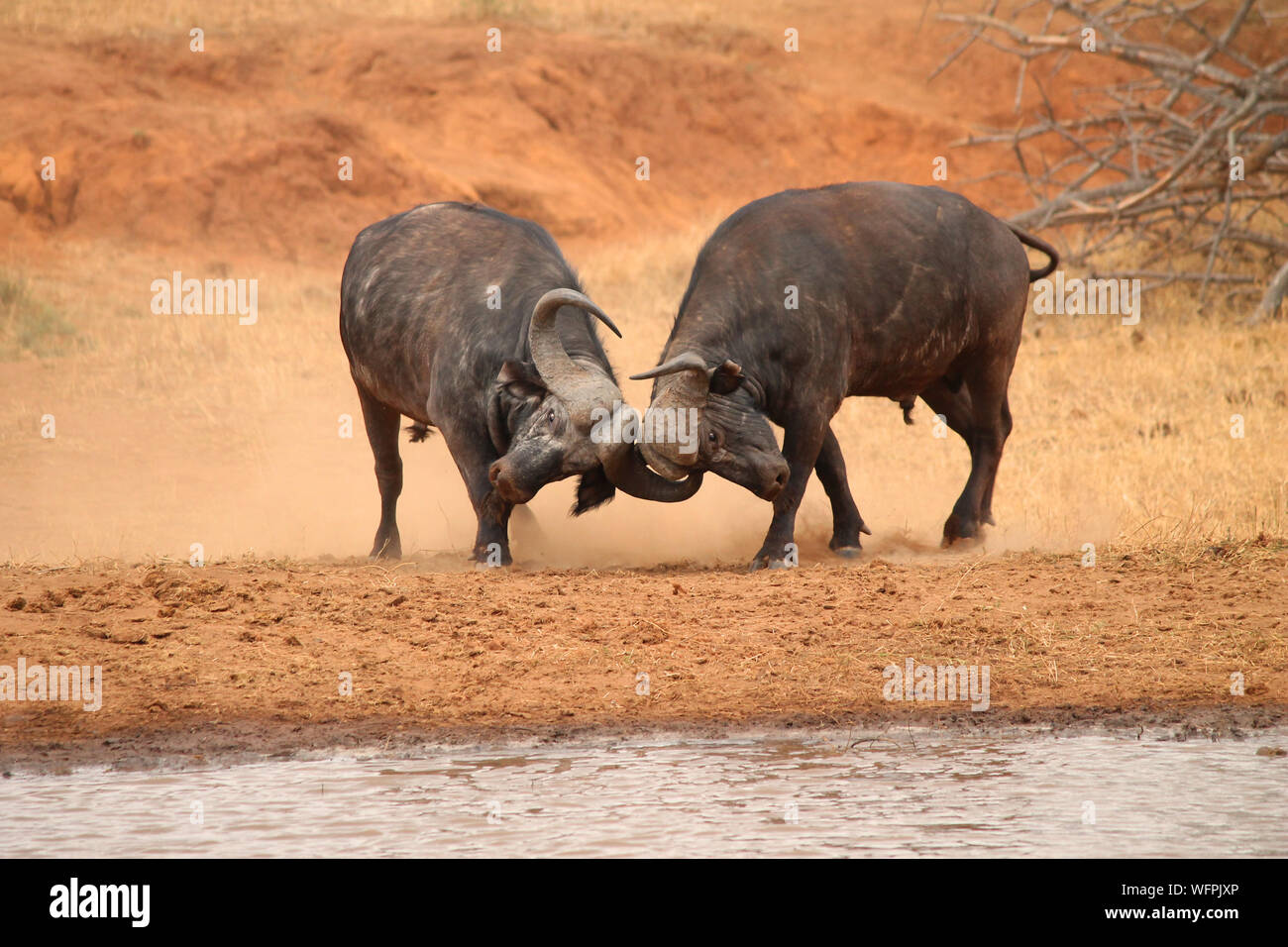 Buffalo Fighting High Resolution Stock Photography and Images - Alamy