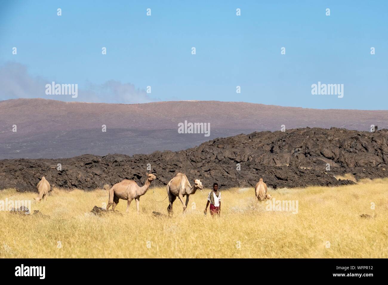 Ethiopia, Afar depression, Erta Ale volcano, camels Stock Photo