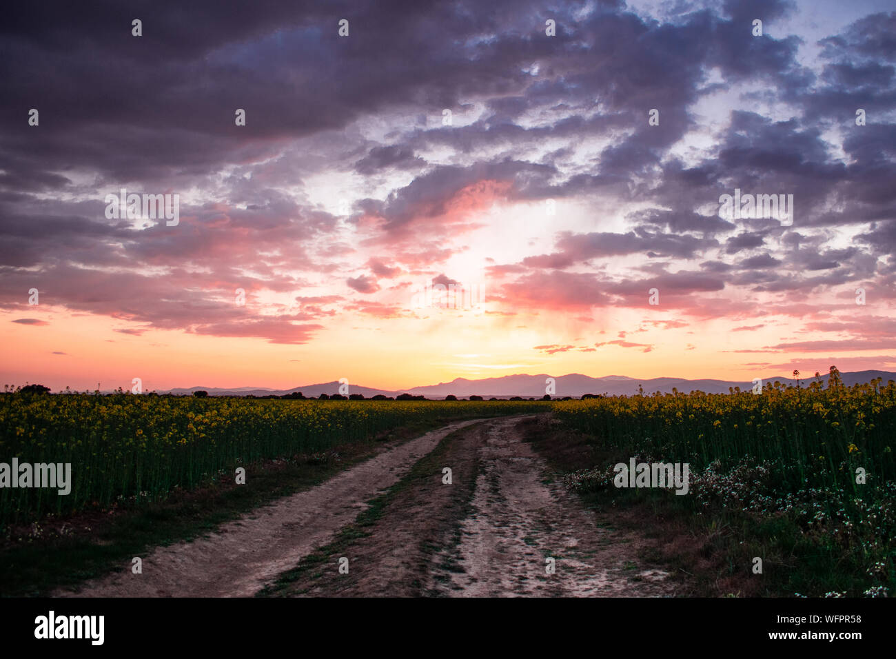beautiful image of a rural road in a field of daisies with a beautiful sunset Stock Photo